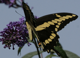 Giant Swallowtail